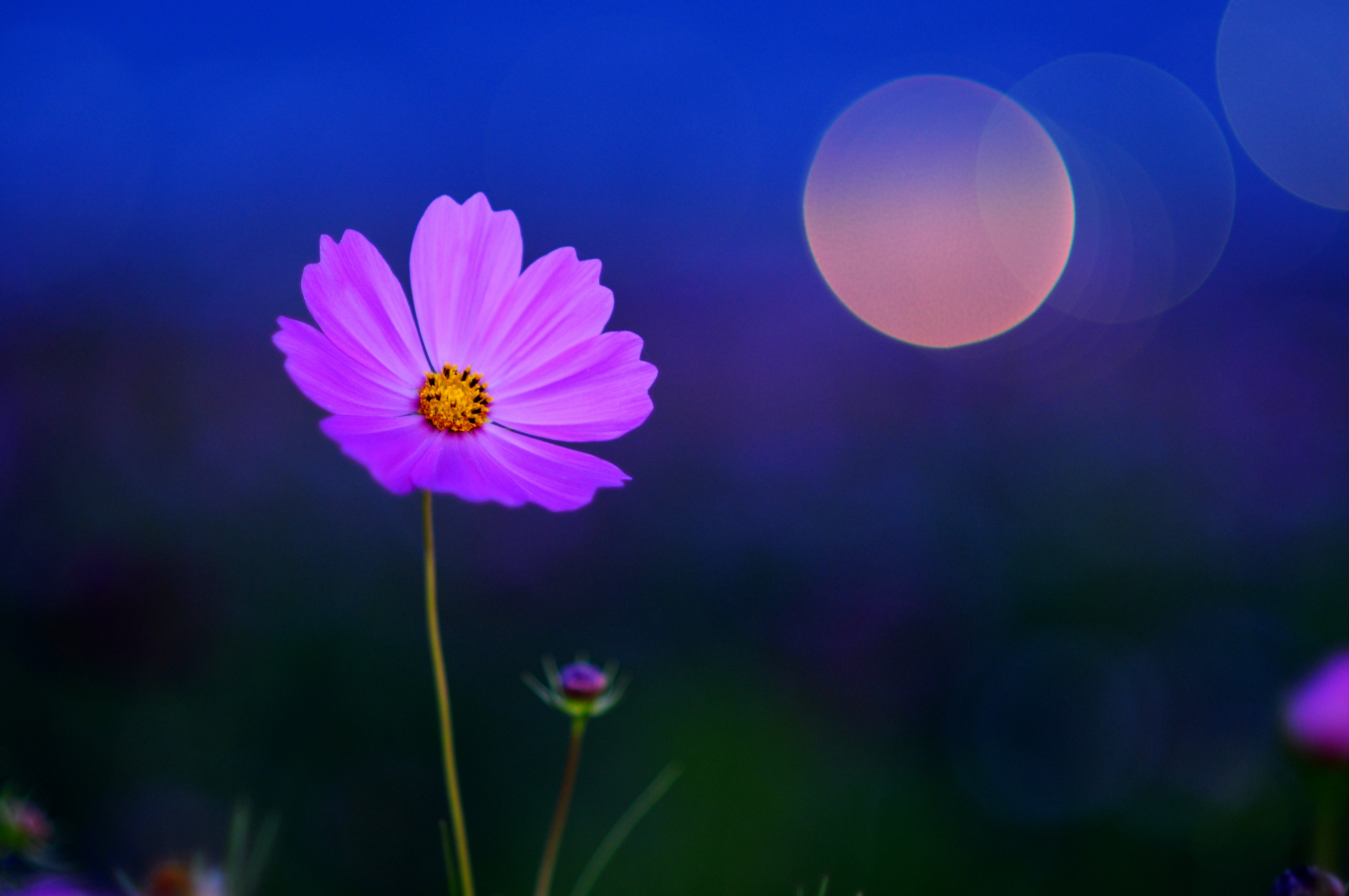Спокойный х. Цветы космос. Пожелания спокойной ночи. Пожелание спокойной ночи другу. Фиолетовые цветы фон.